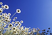 ANTHEMIS ‘SAUCE HOLLANDAISE’, MAYWEED