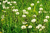 TARAXACUM OFFICINALE, DANDELION