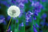 TARAXACUM OFFICINALE, DANDELION