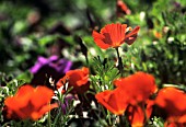 ESCHSCHOLZIA ‘INFERNO’, POPPY - CALIFORNIAN POPPY