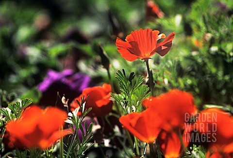 ESCHSCHOLZIA_INFERNO_POPPY__CALIFORNIAN_POPPY