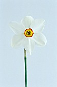 NARCISSUS ACTAEA, DAFFODIL