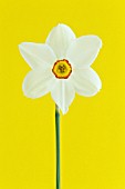 NARCISSUS ACTAEA, DAFFODIL