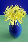 CHRYSANTHEMUM, CHRYSANTHEMUM