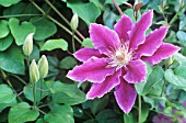 CLEMATIS DR RUPPEL