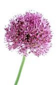 ALLIUM ROSENBACHIANUM