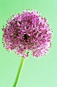 ALLIUM ROSENBACHIANUM, ALLIUM