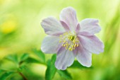 ANEMONE NEMOROSA ROBINSONIANA, ANEMONE