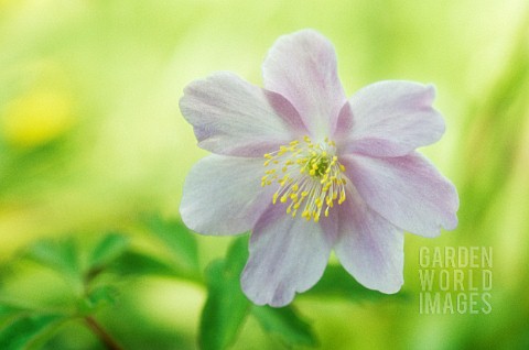 ANEMONE_NEMOROSA_ROBINSONIANA_ANEMONE