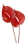 ANTHURIUM ANDRAEANUM, PAINTERS PALETTE