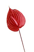 ANTHURIUM ANDRAEANUM, PAINTERS PALETTE