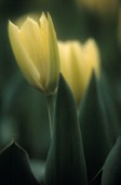 TULIPA, TULIP