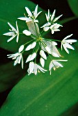 ALLIUM URSINUM, WILD GARLIC, RAMSONS