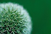 ECHINOPS, GLOBE THISTLE