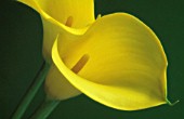 ZANTEDESCHIA, LILY - ARUM LILY, CALLA LILY