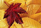 ACER PALMATUM, JAPANESE MAPLE