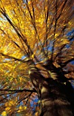 AESCULUS TURBINATA, HORSE CHESTNUT - JAPANESE HORSE CHESTNUT