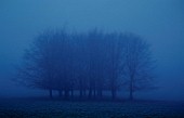 SPINNEY OF TREES IN TWILIGHT