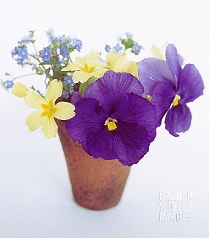 PRIMULA_AND_VIOLA_CLOSE_UP_IN_CONTAINER_WHITE_BACKGROUND