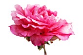 PAEONIA, PEONY