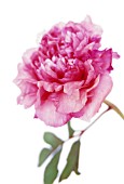 PAEONIA, PEONY