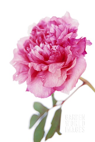 PAEONIA_PEONY