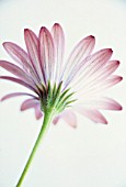 OSTEOSPERMUM ‘STAR OF THE VELDT’, OSTEOSPERMUM