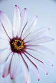 OSTEOSPERMUM ‘STAR OF THE VELDT’, OSTEOSPERMUM