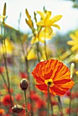 PAPAVER CROCEUM, PAPAVER NUDICALE, POPPY - ICELANDIC POPPY