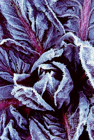 CICHORIUM_INTYBUS_RADICCHIO