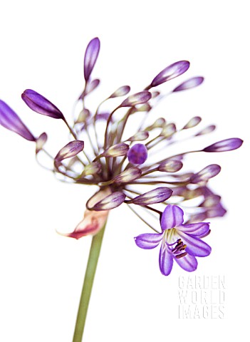 AGAPANTHUS_AGAPANTHUS