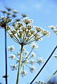 HERACLEUM SPHONDYLIUM, HOGWEED