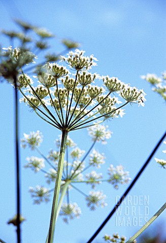 HERACLEUM_SPHONDYLIUM_HOGWEED