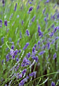 LAVANDULA AUGUSTIFOLIA, LAVENDER