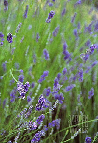 LAVANDULA_AUGUSTIFOLIA_LAVENDER