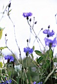 CENTAUREA CYANUS, CORNFLOWER