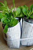 LACTUCA SATIVA, LETTUCE