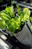 LACTUCA SATIVA, LETTUCE