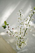 PRUNUS DOMESTICA, PLUM