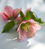 HELLEBORUS ORIENTALIS, HELLEBORE