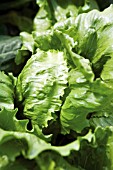 LACTUCA SATIVA, LETTUCE