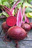 BETA VULGARIS, BEETROOT