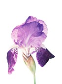 IRIS GERMANICA, IRIS - BEARDED IRIS