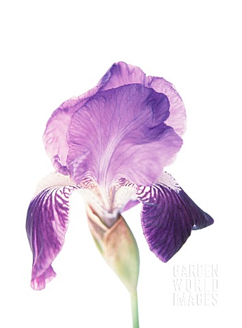 IRIS_GERMANICA_IRIS__BEARDED_IRIS