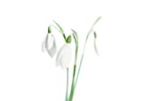 GALANTHUS NIVALIS, SNOWDROP