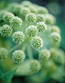 ANGELICA ARCHANGELICA, ANGELICA