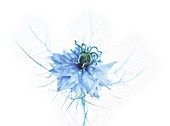 NIGELLA DAMASCENA, LOVE-IN-A-MIST