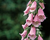 DIGITALIS PURPUREA, FOXGLOVE