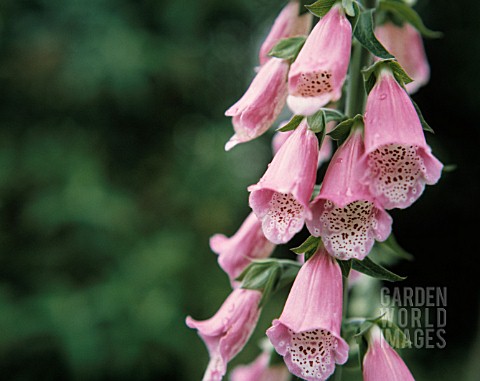 DIGITALIS_PURPUREA_FOXGLOVE