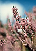 CALLUNA VULGARIS, HEATHER